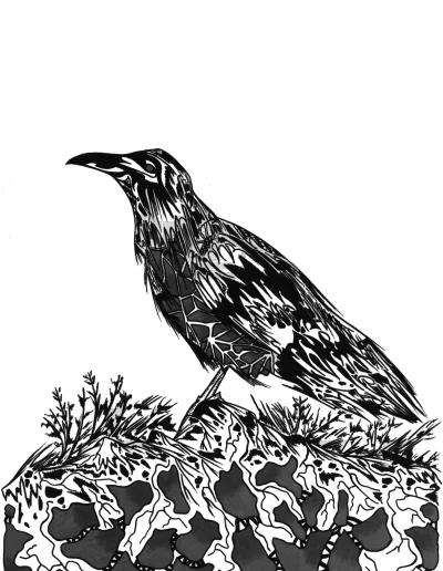 Illustration en noir et blanc sur papier blanc "De Noir" 2023 où un grand corbeau se tient droit, la tête levée vers le ciel.